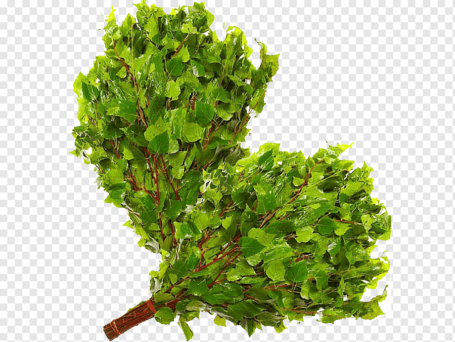 Веники для Бани